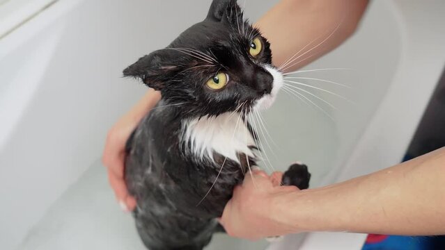 Cute cat care. Woman bathing black cat in bathroom with shampoo. Pets caring, disinfection treatment, flea extermination