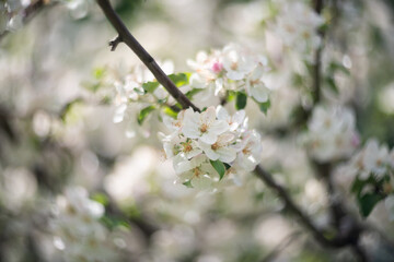 Apple tree flowers on a branch selective focus