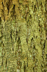 Beautiful details of the bark of fraxinus platypoda