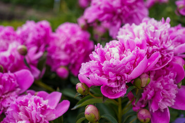 Pink peonies. Pink big flower. flower bush