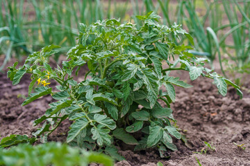 The tomato is blooming. Tomato bush in open ground in spring. Growing organic vegetables in open ground, agriculture