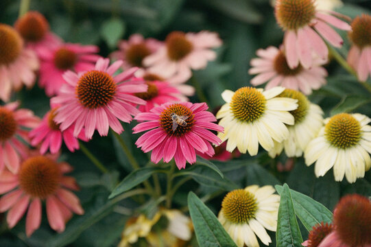 Bee on pink flower - Powered by Adobe