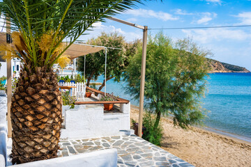 Palm tree on coastal promenade and view of sandy beach in Platis Gialos village, Sifnos island,...