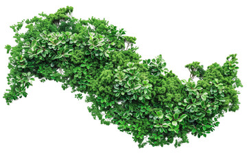Obraz premium Set of ivy or green leaves isolated or on white background.
