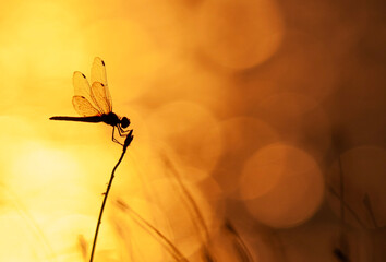 dragonfly on flower