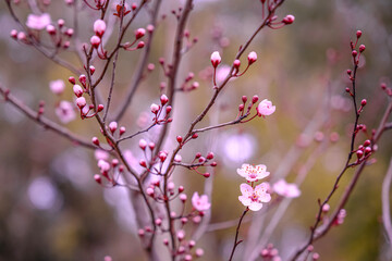 branch of a lilac