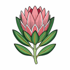 Protea flower cartoon style Icon Vector clipart Illustration