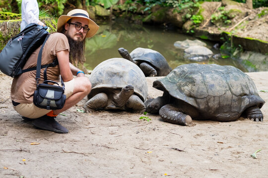 Male tourist feeding giant turtles on Seychelles 