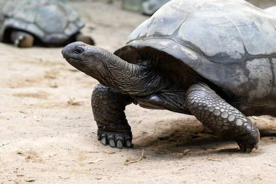 Close-up of a giant turtle in botanical garden on Mahe 