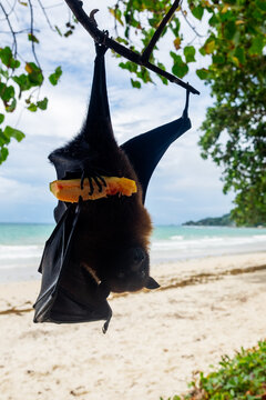 Fruit bat or flying fox (Pteropus vampyrus) hanging of a branch