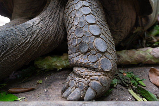Close-up of a giant turtle foot