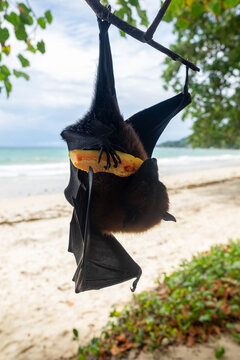 Fruit bat or flying fox (Pteropus vampyrus) hanging of a branch