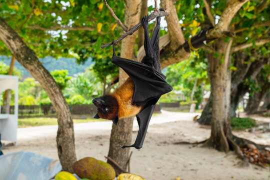 Fruit bat or flying fox (Pteropus vampyrus) hanging of a branch