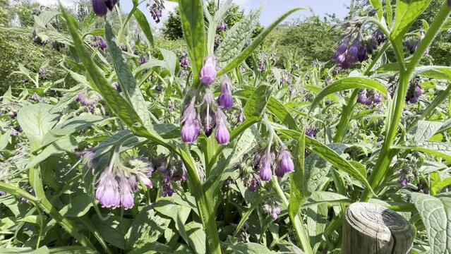 Comfrey, Symphytum, officinale
