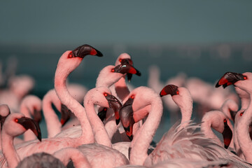 Wild african birds. Group of Greater african flamingos  walking around the blue lagoon on a sunny...