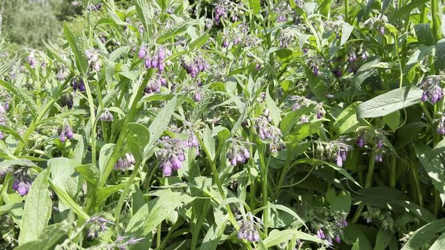 Comfrey, Symphytum, officinale