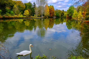 swan on the lake