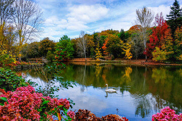 swan swimming on the lake in autumn