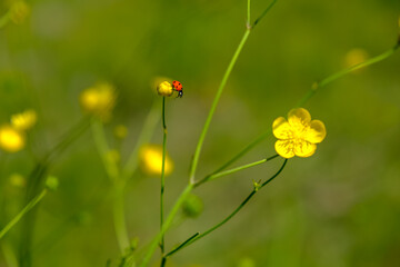 Red ladybug on a yellow flower