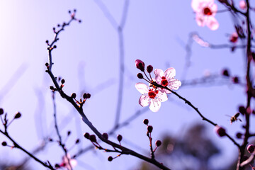 A view of blooming cherry tree