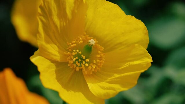 Yellow horned welsh poppy garden close up 