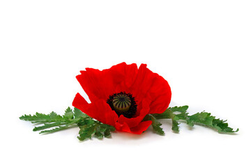 Flower red poppy and buds ( Papaver rhoeas, corn poppy, corn rose, field poppy, red weed ) on a...