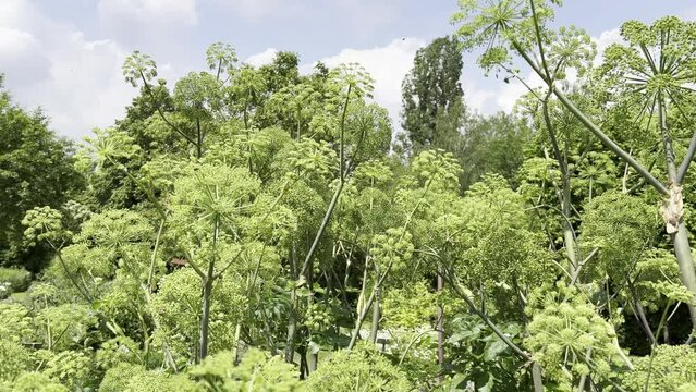 Angelica, Angelica, Archangelica