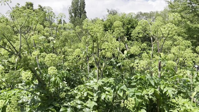 Angelica, Angelica, Archangelica