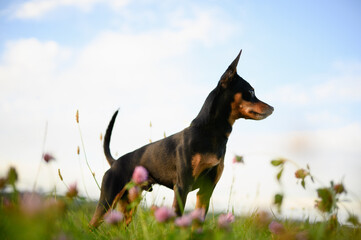 Cute smooth-haired Russian toy terrier dog on grass, walking in meadow outside. Portrait of pet against backdrop of grass and sky on lawn on sunny day. Concept of products for dogs, pet walking