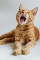 A cat is sleeping with its mouth open