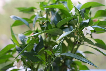 La traduzione di "piante di peperoncino in fiore" in inglese è "chili pepper plants in bloom".