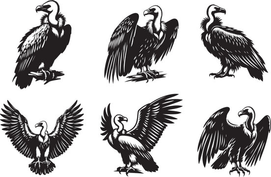 Condor vector silhouette eps 10, white background