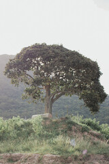 tree in the landscape