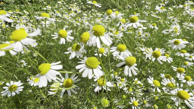 Chamomile, Chamomilla recutita