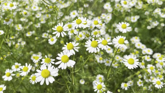 Chamomile, Chamomilla recutita
