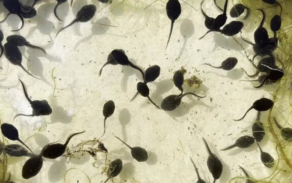 Tadpoles, bufo