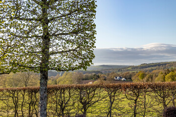 A pleached tree and shrubs in the early spring with the Irish countryside and blue sky in the...