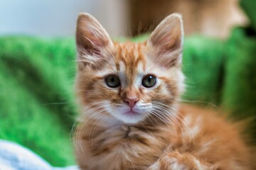 Miauricio el gato feliz