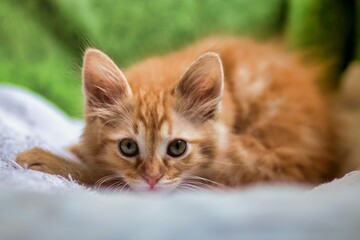 Miauricio el gato feliz