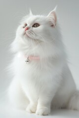 A white cat with a pink collar sits on a white surface