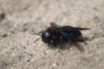Xylocopa valga. Big black bee on the ground close-up. Carpenter bee