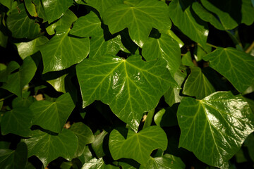 Ivy plant leafes closeup in the golden morning light