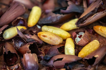 Top View salt roasted pine nut. Isolated in fine detail.