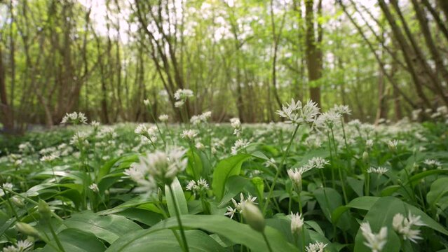 Moving through a forest filled with beautiful white wild garlic flowers