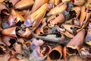 Top View salt roasted pine nut. Isolated in fine detail.
