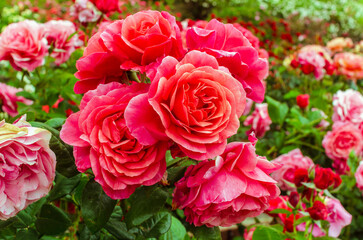 pink roses in garden
