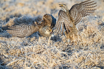 Sharptailed Grouse Fighting