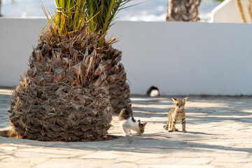 Kittens and a Palm Tree