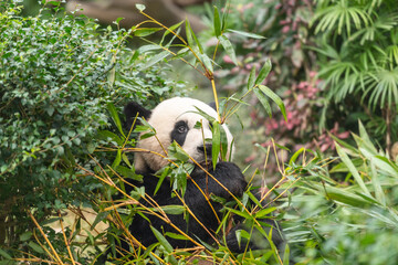 Panda in Macao zooPanda in Macao zoo