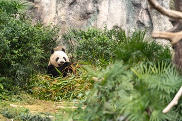 Panda in Macao zoo